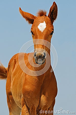 Portrait of cute sorrel foal Stock Photo