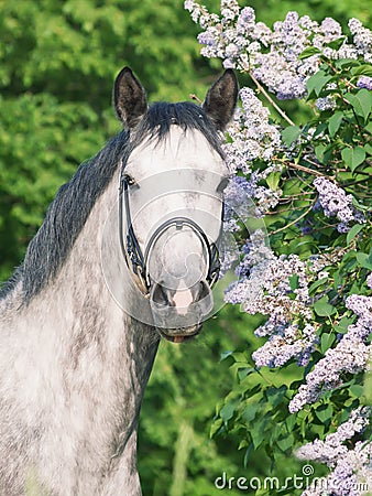 Portrait of cute sportive grey horse near lilac Stock Photo