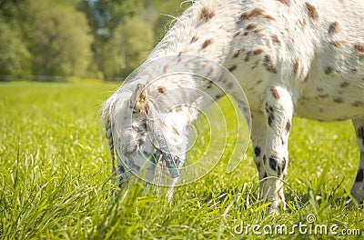 Cute spotted pony eating grass in green meadow in summer Stock Photo