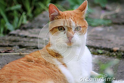 Portrait of cute and sweet domestic multicolored playful cat enjoying in fun and game, resting in beautiful garden on nice day. Stock Photo