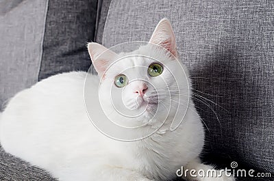 Portrait of Cute Turkish Angora cat Stock Photo