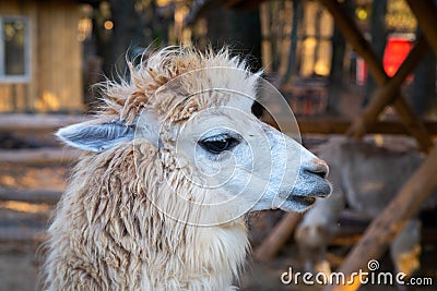 Portrait of cute white alpaca or Vicugna pacos Stock Photo