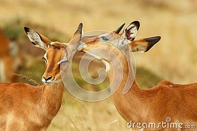 Whisperers ;- A close-up of two Impala from Kenya. Stock Photo