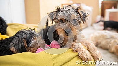 Portrait of a cute Yorkshire terrier puppy lying comfortably on a green beanbag, next to his sister Stock Photo