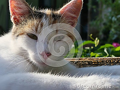 Portrait of cute young female calico crossbreed cat lying on well roof Stock Photo