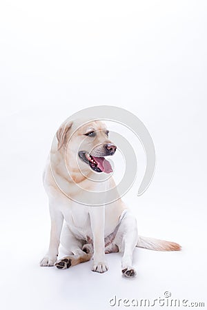 Portrait of cute young labrador retriever. Stock Photo