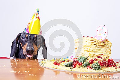 Portrait of a dachshund, black and tan, with licking tongue and hungry for a happy birthday cake with candle 9 ,wearing party h Stock Photo