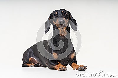 Portrait dachshund dog, black and tan,lying down on the floor, isolated on a gray background Stock Photo