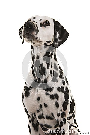 Portrait of a dalmatian dog looking up on a white background in a vertical image Stock Photo