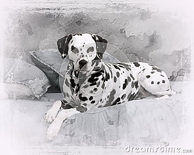 Portrait of Dalmatian Stock Photo