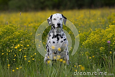 Portrait of dalmatian on meadow Stock Photo