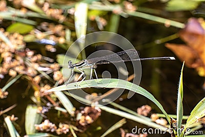 Portrait of damselfly - Black-kneed Featherlegs Copera ciliata Stock Photo