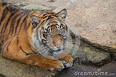 Portrait of a dangerous Bengala tiger Stock Photo