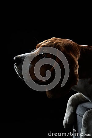 portrait on a dark background. Funny Beagle Stock Photo