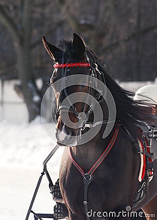 Portrait of a dark bay horse trotter breed on racetrack Editorial Stock Photo