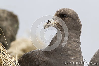 Portrait of dark morphs fulmars turned his head a summer Stock Photo