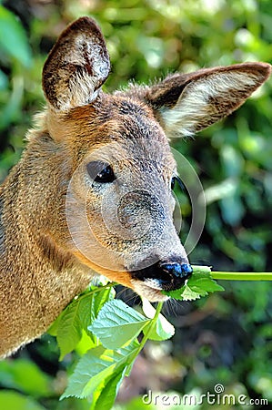 Portrait deer Stock Photo