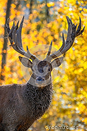 Portrait deer with big horns stag in autumn forest. Wildlife scene from nature Stock Photo