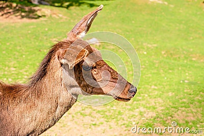 Portrait deer Dama dama on the clearing or on th the lawn. On Stock Photo