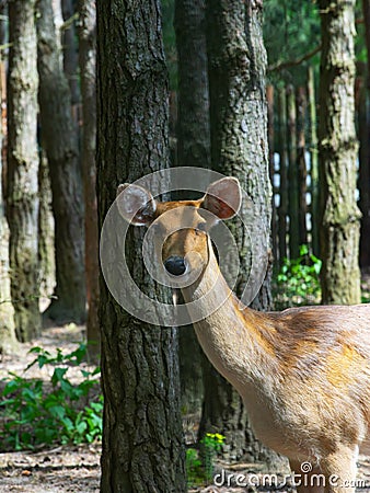 portrait deer female beautiful on forest background Stock Photo