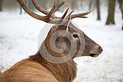 Portrait of a deer Sitting In Forrest Stock Photo