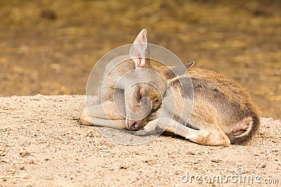 Portrait deer (Warm tone) with sleepy action. Stock Photo