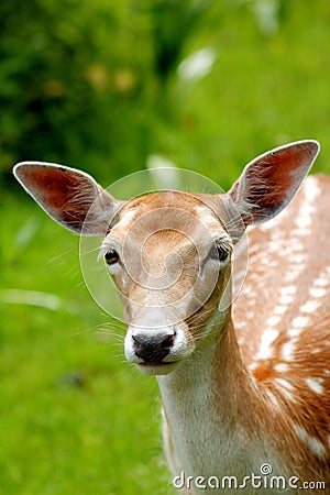 Portrait: Deer Stock Photo