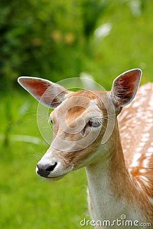 Portrait: Deer Stock Photo