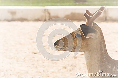 Portrait deer in the zoo. Stock Photo