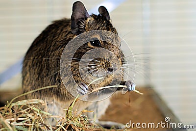 Portrait of degu eating hay Stock Photo