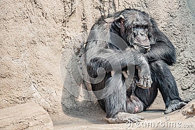 Portrait of depressed Chimpanzee at rocky background Stock Photo