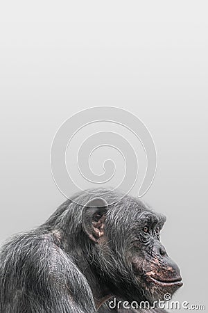 Portrait of depressed Chimpanzee at smooth background Stock Photo