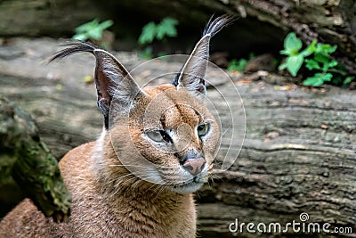 Portrait desert cats Caracal Caracal caracal Stock Photo