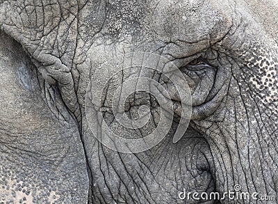 Portrait detail of grey old elephant Stock Photo