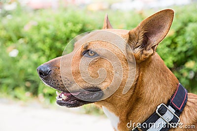 Portrait of a Dingo dog Latin: Canis lupus dingo in brown color with beautiful erect ears and a sharp look Stock Photo