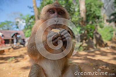 A portrait of a dining monkey, food crumbs scattered around his mouth. There are many such monkeys in Thailand. Photographed at Stock Photo