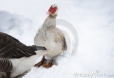 Portrait of dirty muscovy duck not used to cold temperatures and snowy winter, southern france, february 2018 Stock Photo