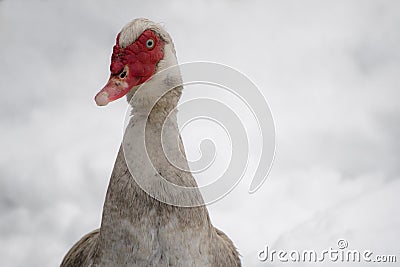 Portrait of dirty muscovy duck not used to cold temperatures and snowy winter, southern france, february 2018 Stock Photo