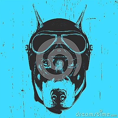 Portrait of Doberman Pinscher with Vintage Helmet. Vector Illustration