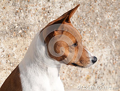 Portrait of dog against pebble-dash wall Stock Photo