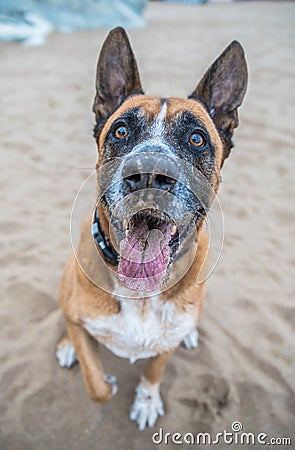 portrait dog on the beach Stock Photo