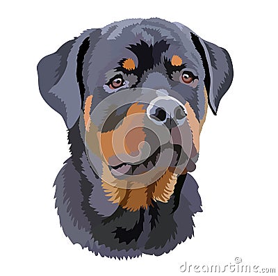 Portrait of a dog of the Rottweiler breed Stock Photo