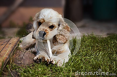 Large portrait of a dog that bites a stick on the green grass, Cocker Spaniel Stock Photo