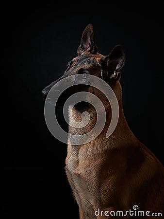 dog on a black background. Malinois in the studio. Belgian Shepherd Stock Photo