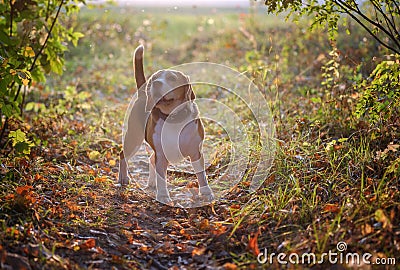 portrait of a dog breed Beagle in the autumn Park Stock Photo