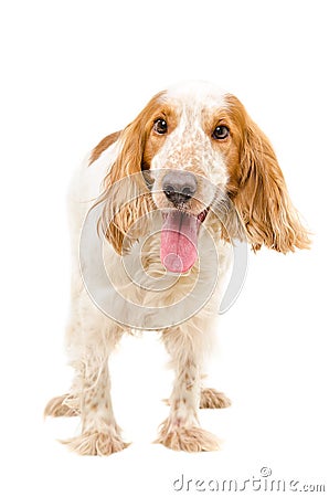 Portrait of a dog breed Russian Spaniel Stock Photo