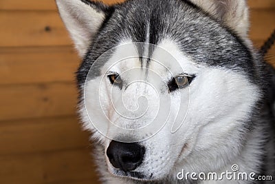 Portrait of The Dog breed Siberian Hasky close-up, sled dog of the Far East Stock Photo