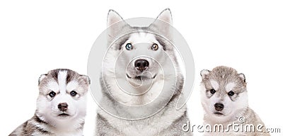 Portrait of a dog breed Siberian Husky with puppies Stock Photo