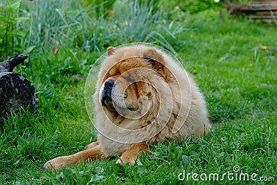 Portrait of dog chow-chow Stock Photo