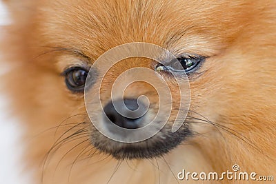 Portrait of a dog with eye problem, conjunctivitis Stock Photo